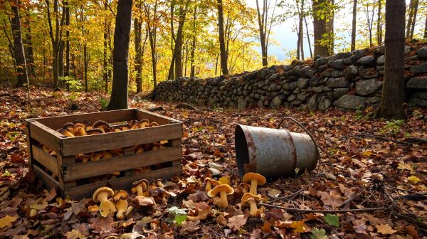 Top ouvrages mêlant nature, cueillette et cuisine sauvage au Québec